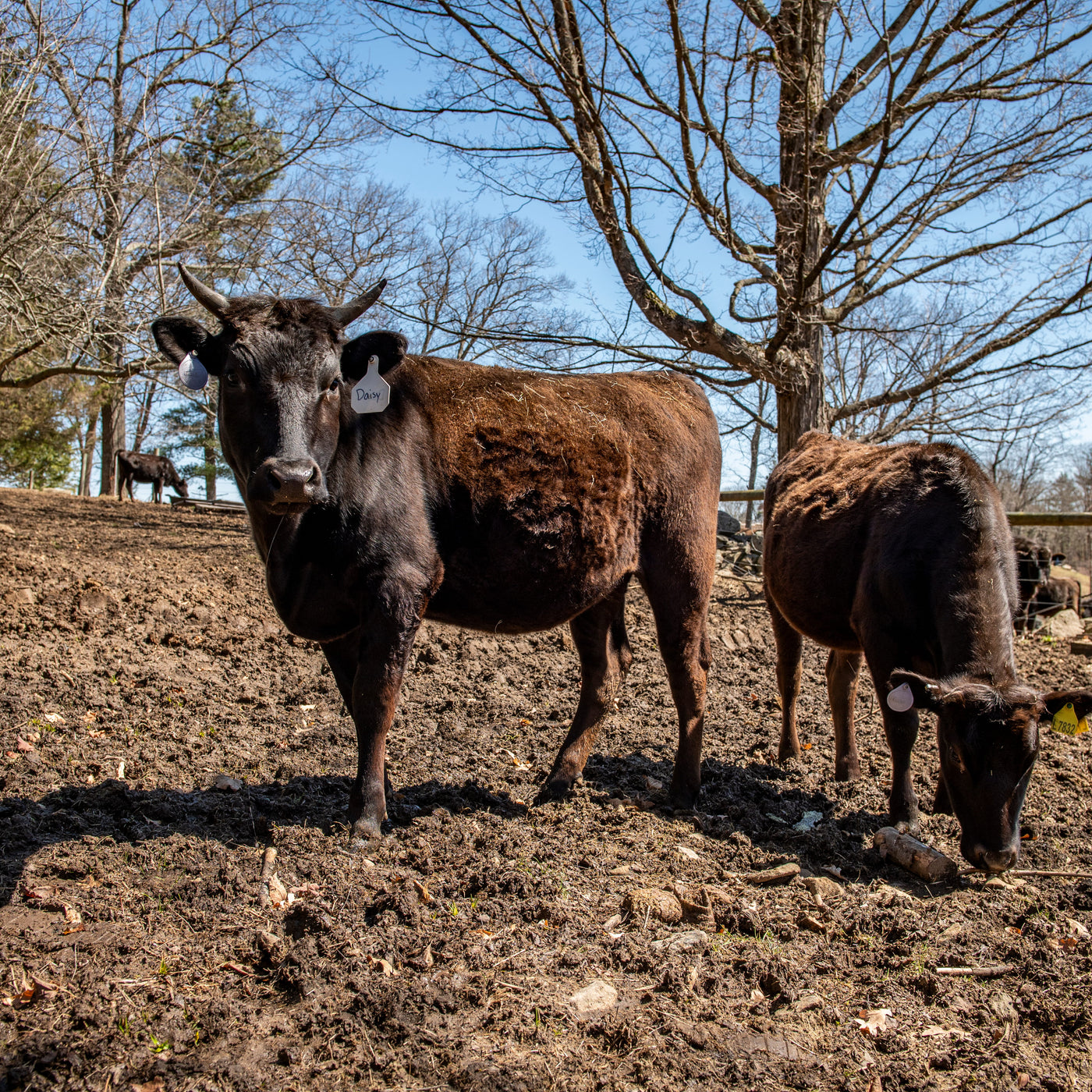 New England Wagyu